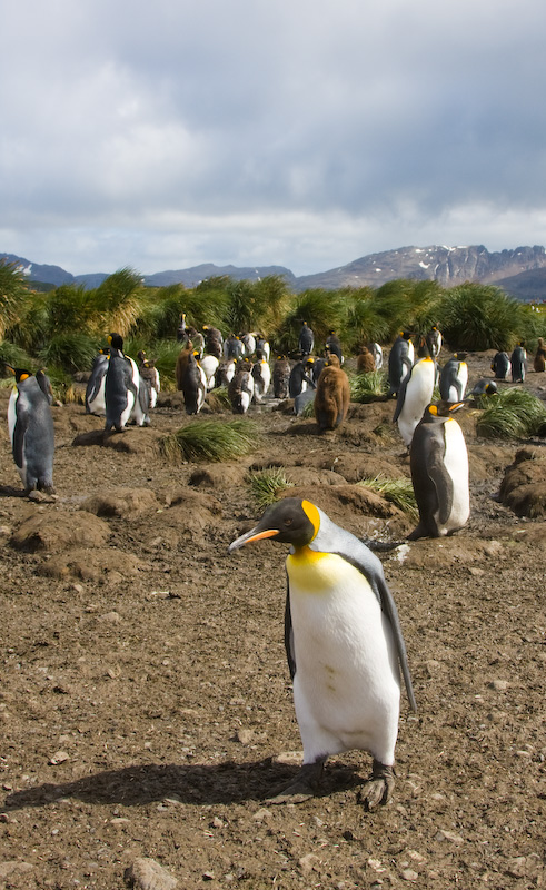 King Penguins